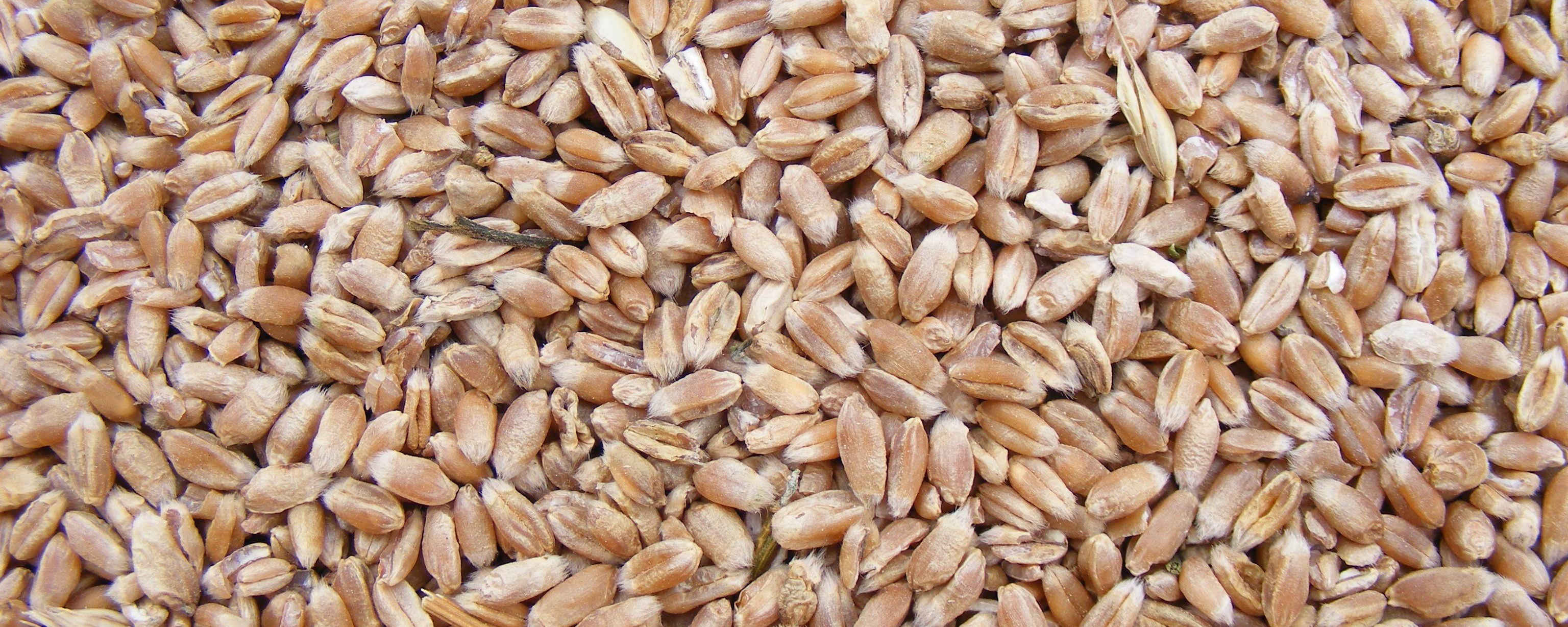 grains closeup